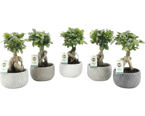 Laurier d'Inde FloraSelf Ficus microcarpa Ginseng y compris cache-pot en céramique Classic Stone Ø 16 cm, assorti Laurier d'Inde FloraSelf Ficus microcarpa Ginseng y compris cache-pot en céramique Classic Stone Ø 16 cm, assorti