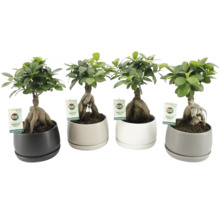 Quatre plantes de Ficus Ginseng en pot