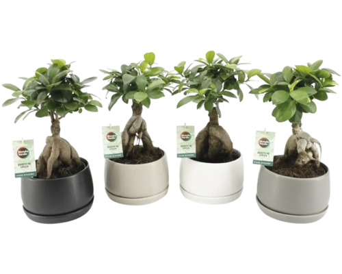 Laurier d'Inde FloraSelf Ficus microcarpa Ginseng y compris cache-pot en céramique Shengzi Ø 16 cm, assorti Laurier d'Inde FloraSelf Ficus microcarpa Ginseng y compris cache-pot en céramique Shengzi Ø 16 cm, assorti