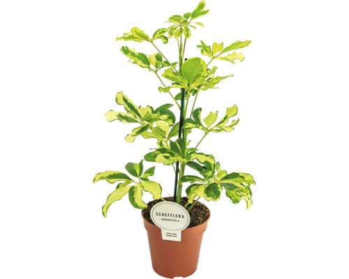 Strahlenaralie FloraSelf Schefflera 'Charlotte' Ø 13 cm Topf