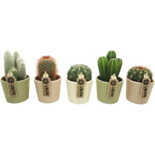 Cinq cactus différents en pot