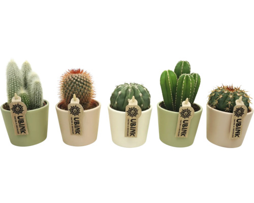 Cinq cactus différents en pot