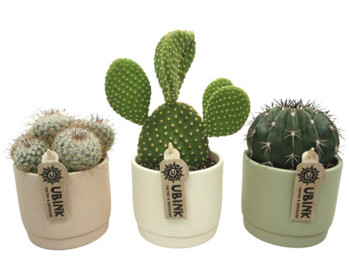 Kakteen Mix FloraSelf Ø 10,5 cm Topf pastel