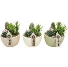 Trois cactus et plantes grasses dans des pots en céramique avec le logo Ubink