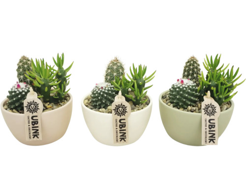 Arrangement de plantes d'intérieur cactus FloraSelf coupe Ø 14 cm pastel