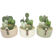 Trois pots avec différents types de cactus et le logo UBIK