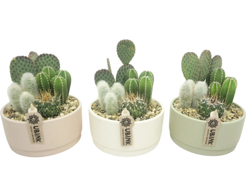 Arrangement de plantes d'intérieur cactus FloraSelf coupe Ø 19 cm pastel