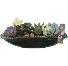 Pot de fleurs avec succulentes et décoration