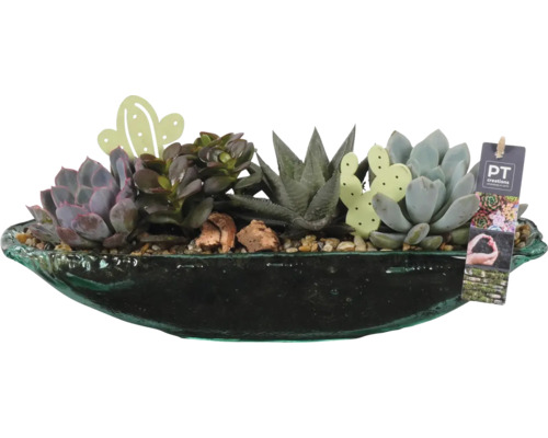 Arrangement de plantes d'intérieur succulentes FloraSelf longueur 40 cm hauteur 17 cm