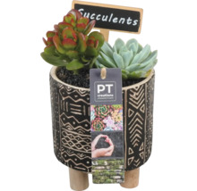 Plantes grasses dans un pot à motifs avec un petit panneau