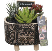 Plantes grasses décoratives en pot avec motif et pieds en bois