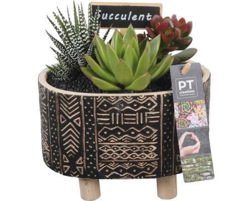 Arrangement de plantes d'intérieur succulentes FloraSelf pot Ø 12 cm Leon ovale