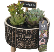 Plantes grasses en pot avec motif et petite pancarte en bois avec l''inscription Plantes grasses