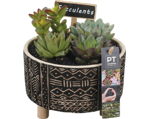 Arrangement de plantes d'intérieur succulentes FloraSelf coupe Ø 17 cm Leon