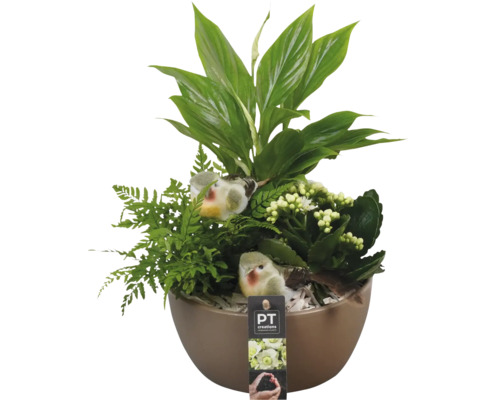Arrangement de plantes d'intérieur Emillia FloraSelf pot Ø 20 cm
