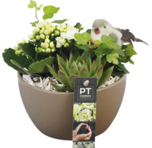 Plante en pot décorative avec succulente, kalanchoé, lierre et décoration d''oiseau
