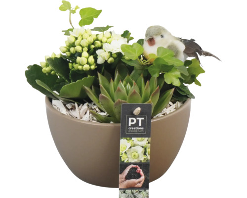 Arrangement de plantes d'intérieur Emillia FloraSelf pot Ø 15 cm