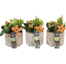 Trois plantes Kalanchoe dans des pots décoratifs avec fleur en bois