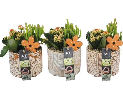 Arrangement de plantes d'intérieur été FloraSelf pot Ø 14 cm