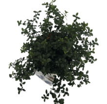 Vue de dessus d''une plante en pot avec des feuilles vertes