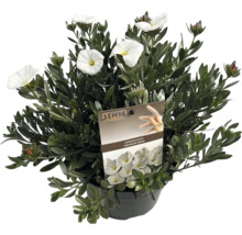 Silberwinde in einem Topf mit weißen Blüten.