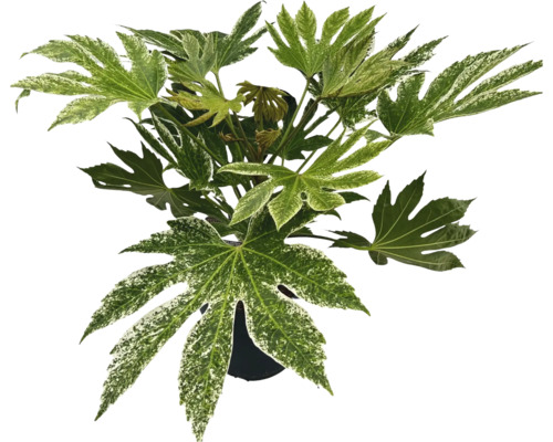 Aralie FloraSelf Fatsia japonica 'Spiderweb' H 40-50 cm Co 5 L