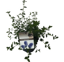 Céanothe rampant à feuilles persistantes en pot avec étiquette de plante