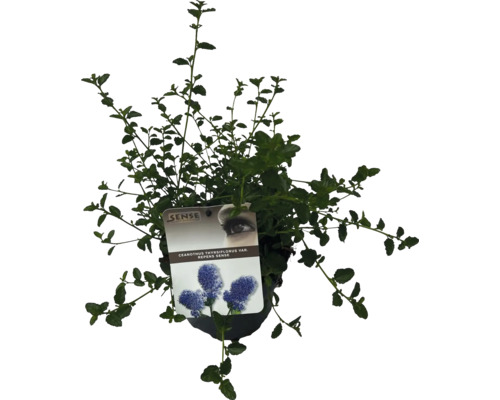 Céanothe rampante FloraSelf Ceanothus thyrsiflorus var. Repens h 20-30 cm Co 2 l Céanothe rampant à feuilles persistantes en pot avec étiquette de plante