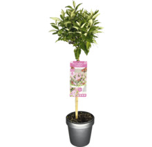 Arbre à papillons en pot avec étiquette de plante