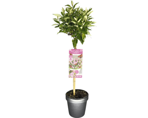 Buddleia de David nain, arbre à papillons arbuste FloraSelf Buddleia davidii Butterfly Candy ® 'Little Pink' hauteur de tige 50 cm Co 3 L Arbre à papillons en pot avec étiquette de plante