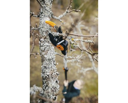 Élagueur en action lors de la taille d''un arbre