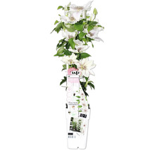 Weiße Clematis im Topf mit Pflegehinweisen