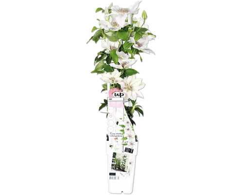 Waldrebe Boulevard weiß FloraSelf Clematis Boulevard H 45 cm Ø 15 cm Topf