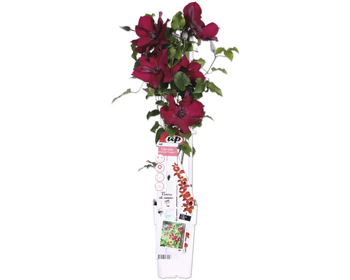 Waldrebe Boulevard rot FloraSelf Clematis Boulevard H 45 cm Ø 15 cm Topf
