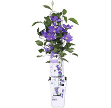 Clematis Pflanze mit lila Blüten und grünen Blättern