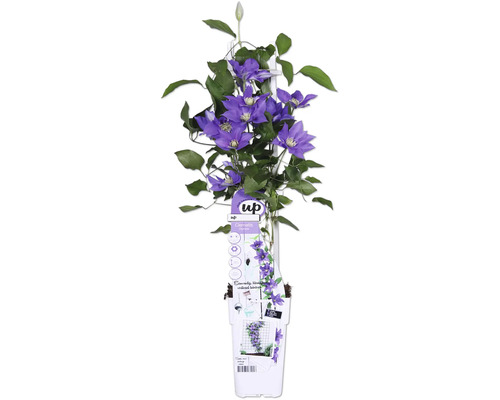 Clématite Boulevard bleu/violet FloraSelf Clematis Boulevard h 45 cm pot Ø 15 cm Plante de clématite avec des fleurs violettes et des feuilles vertes