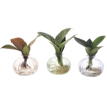 Trois plantes d''intérieur dans des vases en verre
