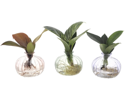GrünMIX im Glas im Glas Nela FloraSelf versch. Sorten Ø 7 cm Glas, freie Wurzeln, Hydrokultur GrünMIX im Glas im Glas Nela FloraSelf versch. Sorten Ø 7 cm Glas, freie Wurzeln, Hydrokultur