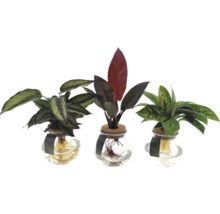 Trois plantes d''intérieur dans des vases en verre avec des racines apparentes