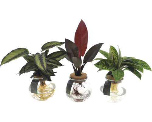 GrünMIX im Glas mit Korkdeckel FloraSelf versch. Sorten Ø 12 cm Glas, freie Wurzeln, Hydrokultur GrünMIX im Glas mit Korkdeckel FloraSelf versch. Sorten Ø 12 cm Glas, freie Wurzeln, Hydrokultur