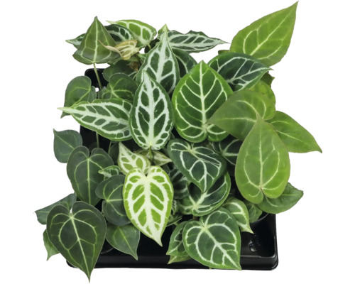 Anthurium Blattmix FloraSelf Ø 6 cm Topf zufällige Sortenauswahl