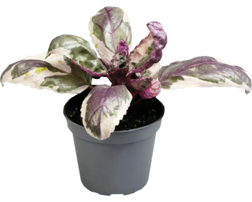 Mélange vert rose-violet FloraSelf pot Ø 6 cm, sélection de variétés aléatoire Plant de basilic en pot