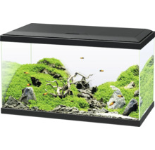 Aquarium aménagé avec plantes, pierres, bois flotté et poissons