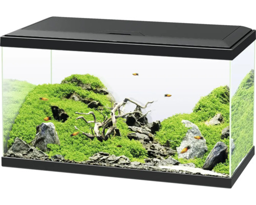Aquarium aménagé avec plantes, pierres, bois flotté et poissons