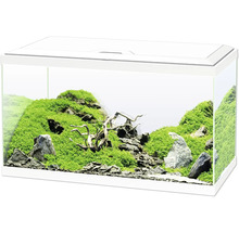 Aquarium décoratif avec des pierres, de la mousse et des racines en bois