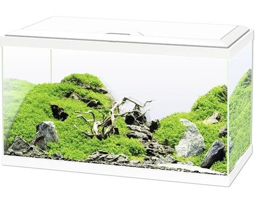 Aquarium décoratif avec des pierres, de la mousse et des racines en bois