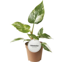 Philodendron, plante d''intérieur en pot