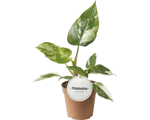 Philodendron, plante d''intérieur en pot