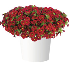 Calibrachoa rouges dans un pot