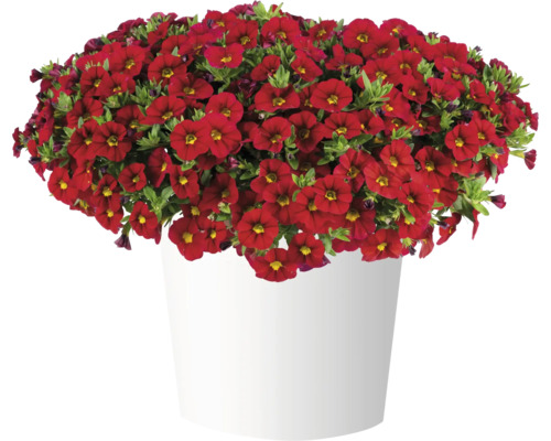 Calibrachoa rouges dans un pot